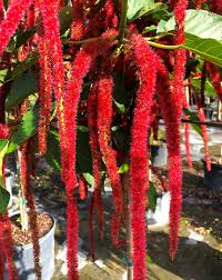 Image result for Acalypha hispida