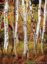 Birch Trees In Fall Paintings Fall Birch Trees White Birch Trees Birch Tree Mural Tree Photography