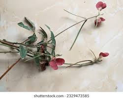 Image result for Vigna umbellata