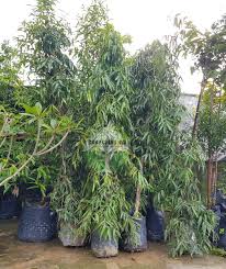 Image result for Monoon longifolium