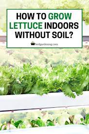 How To Grow Lettuce Indoors Without Soil In 2021 Growing Lettuce Growing Lettuce Indoors Small Space Gardening