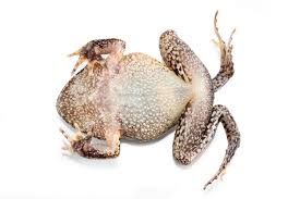 Image result for Strabomantis necerus