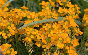 Maybe you would like to learn more about one of these? Erysimum Pulchellum Altgold Polster Goldlack Schoterich