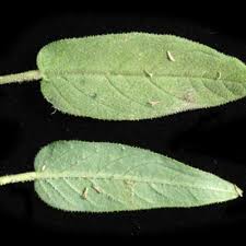 Image result for Cleome aculeata