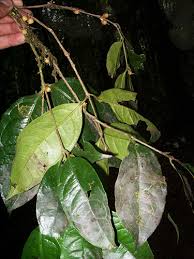 Image result for Cassipourea