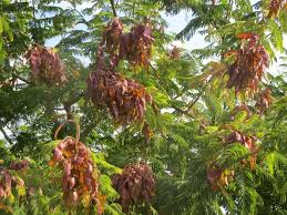 Image result for Acacia schweinfurthii