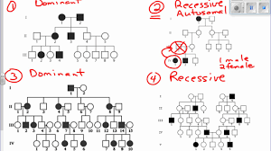 Interpreting Pedigree Charts Youtube