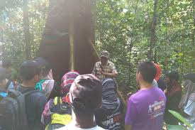 Forest research institute malaysia on wn network delivers the latest videos and editable pages for news & events, including entertainment, music, sports frim promotes sustainable management and optimal use of forest resources in malaysia by generating knowledge and technology through. Forest Research Institute Malaysia Frim Nature Trekking From Kuala Lumpur Marriott