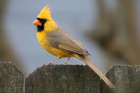 They're a perfect combination of familiarity, conspicuousness, and style: Alabama S Yellow Cardinal The Science Behind An Amazing Rare Bird Al Com
