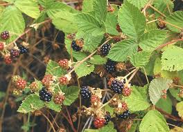 Image result for Rubus kirungensis