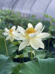 Find images of lotus flower. Ten Mile Creek Nursery Home Facebook