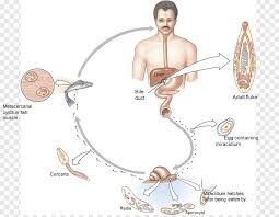 Liver fluke can infect all grazing animals (and man) but mainly affects sheep and cattle. Worm Liver Fluke Clonorchis Sinensis Biological Life Cycle Fasciola Hepatica Chinese Characteristics Hand Biology Png Pngegg