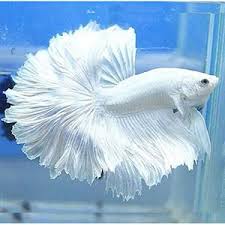 Derives its name from the thai phrase. Buy Milky White Rosetail Halfmoon Betta Fish Online Shop