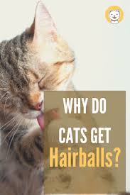 Although a cat vomiting up a hairball every so often is normal, there are times when you may need to be concerned. Why Do Cats Get Hairballs Discover The Interesting Fact Kitty Cats Blog Cat Health Cute Baby Cats Cats