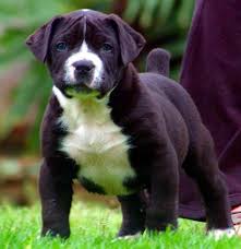Black Boerboel Puppies For Sale Near Me Pin By Wayne Hale On Dogs 101 Dog Breeds Dogs Cute Animals