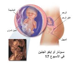 تكو ن الجنين الشهر الرابع بيبي سنتر آرابيا