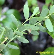Image result for Phyllanthus inflatus