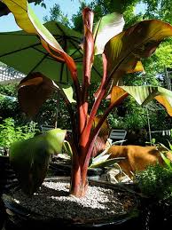 Image result for Ensete ventricosum