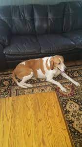 Check spelling or type a new query. 790 Dogs Ideas In 2021 Dogs I Love Dogs Puppies
