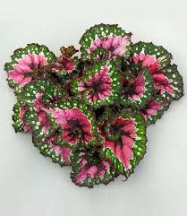 Pflegetipps der palmenmann rex hybriden 02 blattbegonien zimmerbegonien als wimpern begonie (begonia bowerae) pflege begonien pflanzenfreunde. Begonie Magic Colours Macarena Baldur Garten