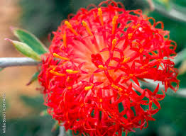 Image result for Kleinia abyssinica