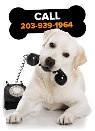 Lab puppies for adoption in ct. Lab Puppies For Sale Chocolate Black Yellow Ct Breeder