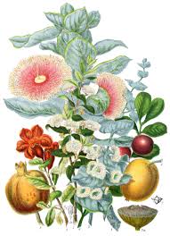 Image result for Myrtaceae