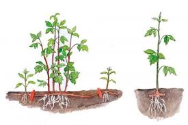 Wann pflanzt man himbeeren an? Himbeeren Vermehren So Gelingt S Mein Schoner Garten