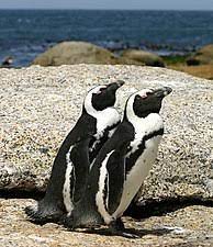 Like all extant penguins, it is flightless, with a streamlined body and wings stiffened and flattened into flippers for a marine habitat. African Penguin Wikipedia