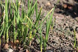 Sie sind sogar im kräuterbeet, obwohl dort pflanzen wachsen, die ameisen angeblich fernhalten. Ameisenplage Im Hochbeet 9 Ideen Um Ameisen Loszuwerden Gartendialog De