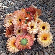 Comment Faire Secher Des Fleurs 3 Astuces Simples Faire Secher Des Fleurs Fleurs En Bois Fleurs
