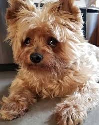 2019 Most Popular Dog Breeds In The Us For 2018 Popular Dog Breeds Most Popular Dog Breeds Dog Breeds