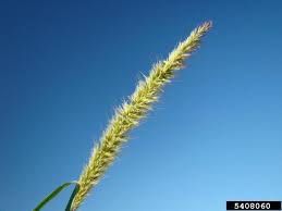 Image result for Cenchrus purpureus