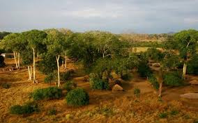 Image result for Sterculia appendiculata