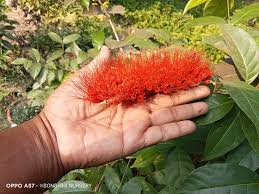 Image result for Combretum acutifolium