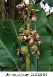 Image result for Renealmia