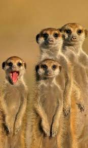 Tumblr Is A Place To Express Yourself Discover Yourself And Bond Over The Stuff You Love It S Where Your Interests Co Cute Animals Animals Animals Beautiful