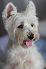 West highland white terriers do well at many dog sports including obedience, agility and earth dog trials. West Highland White Terrier Westie Dogs West Highland Terrier West Terrier