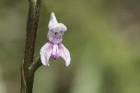 Image result for Disa baurii