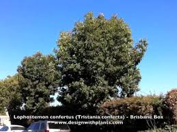 Image result for Lophostemon confertus