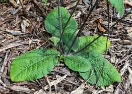 Image result for Elephantopus