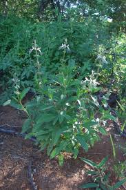Image result for Ocimum filamentosum