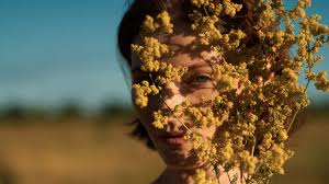 Image result for Helichrysum chasei