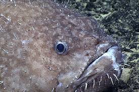 Image result for Sladeniaceae