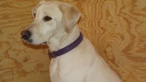 White labrador puppies for sale ohio. White Labrador Retriever Puppies For Sale For Sale In Antioch Illinois Classified Americanlisted Com