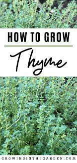 How To Grow Thyme 5 Tips For Growing Thyme Growing In The Garden Growing Thyme Thyme Plant Survival Gardening