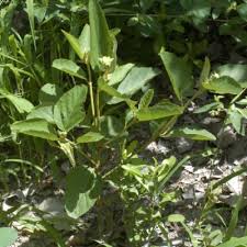 Image result for Melhania forbesii