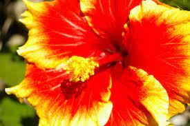 Types Of Hibiscus Flowers Hibiscus Plant Hibiscus Flowers Hibiscus Tree