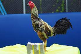 Ada banyak warna bulu yang di miliki oleh ayam jantan mulai dari warna hitam, kuning, blorok dll. Harga 4 Ayam Aduan Ini Bikin Melongo