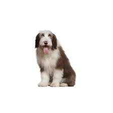Check spelling or type a new query. Old English Sheepdog Puppies Furrybabies